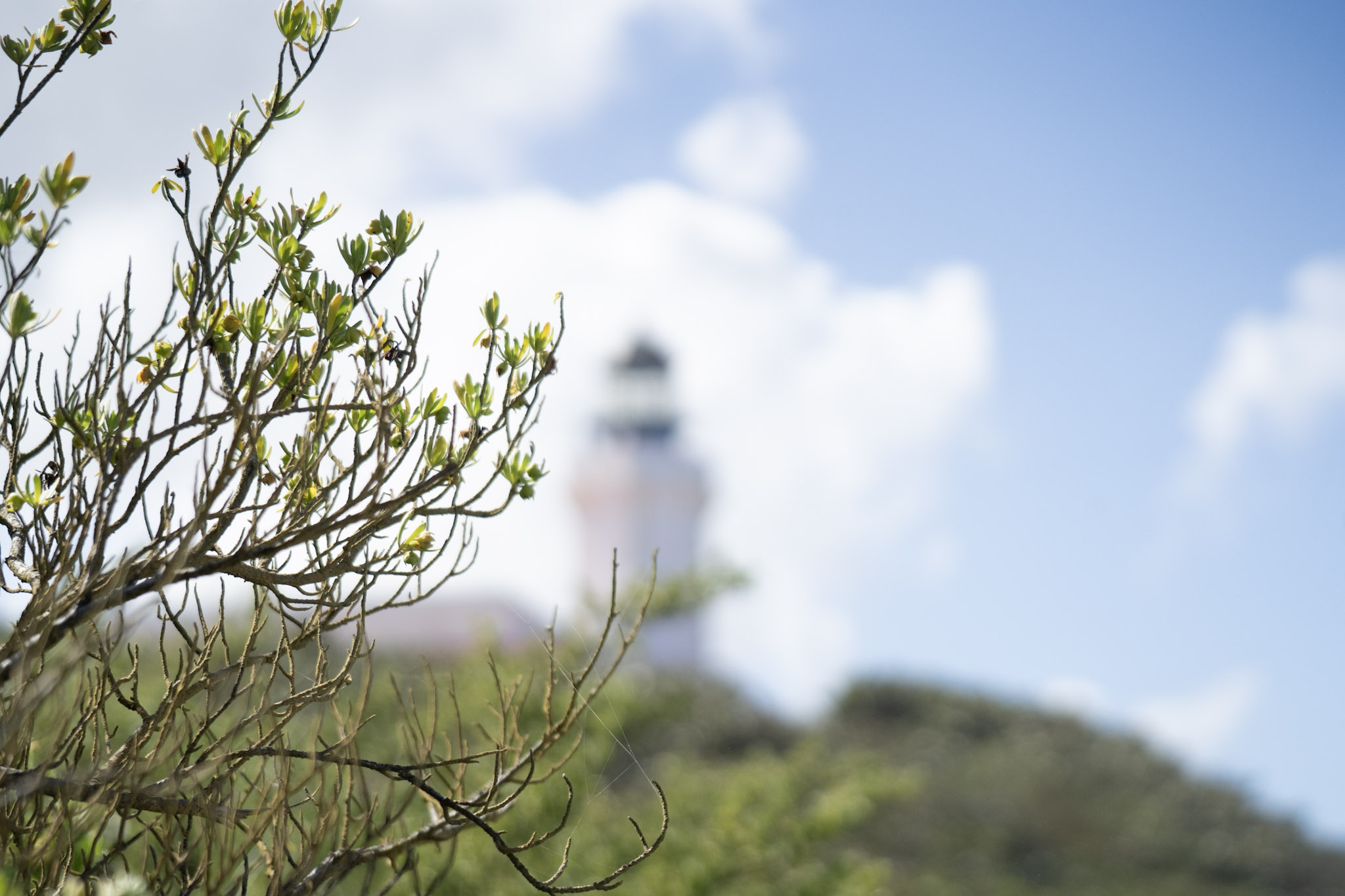 2021-01-02_Arecibo - foto 104