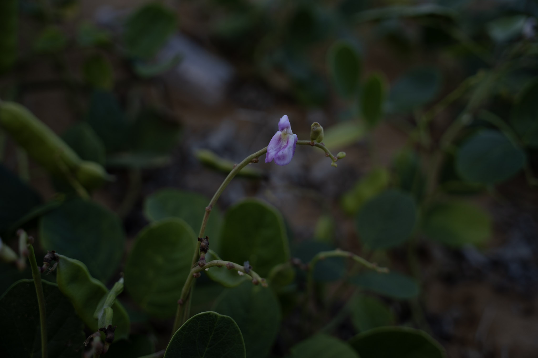 2021-12-19_Loiza - foto 7