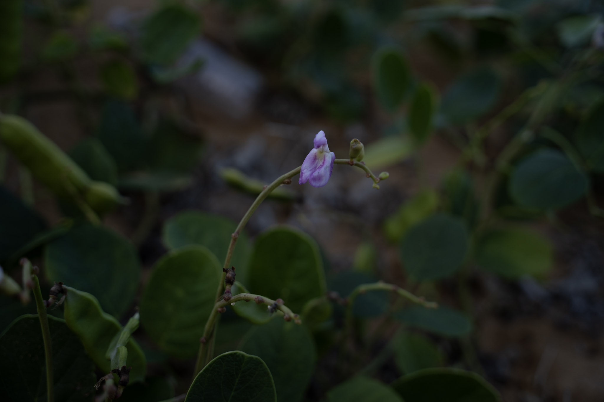 2021-12-19_Loiza - foto 8