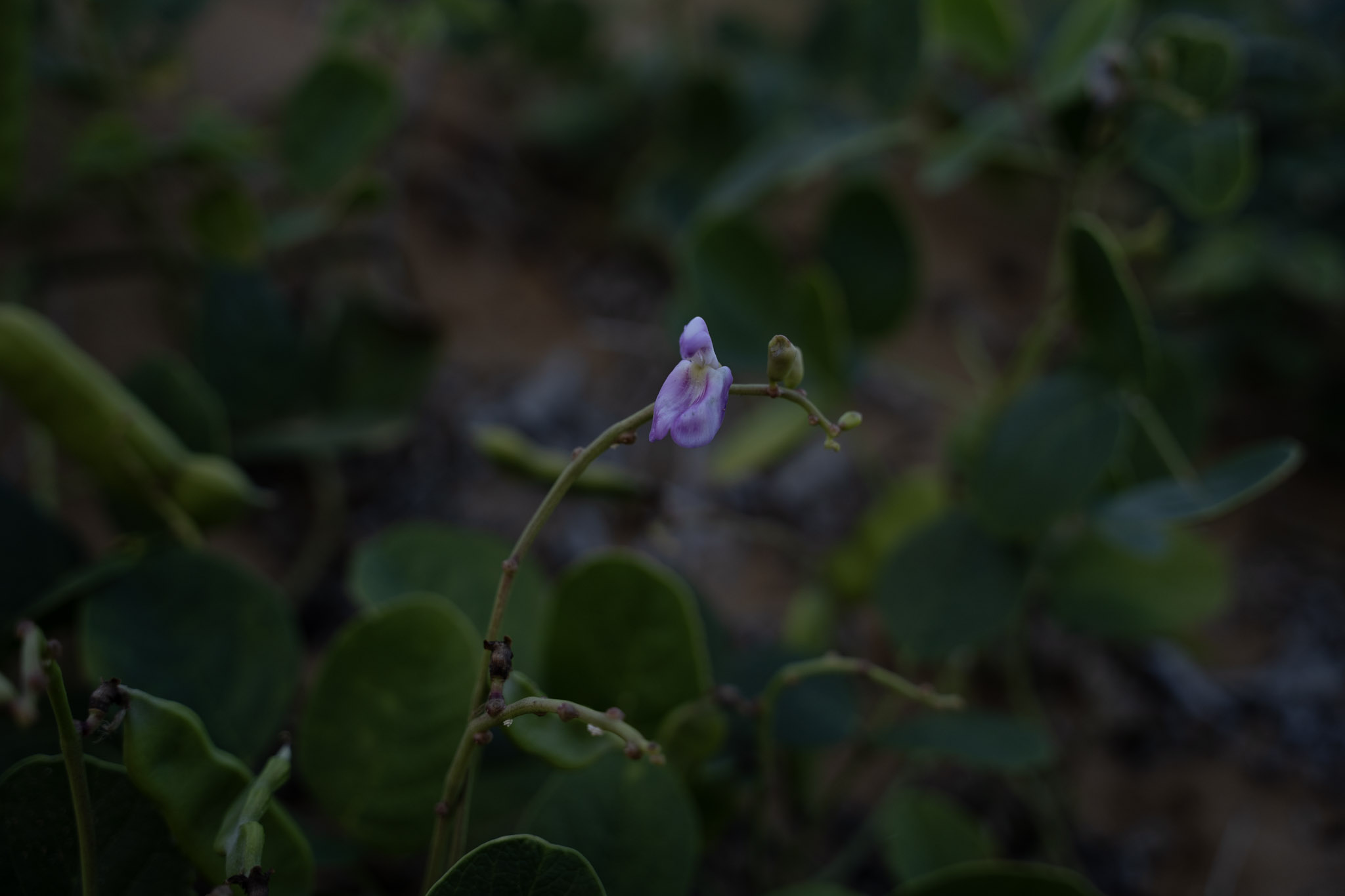 2021-12-19_Loiza - foto 9