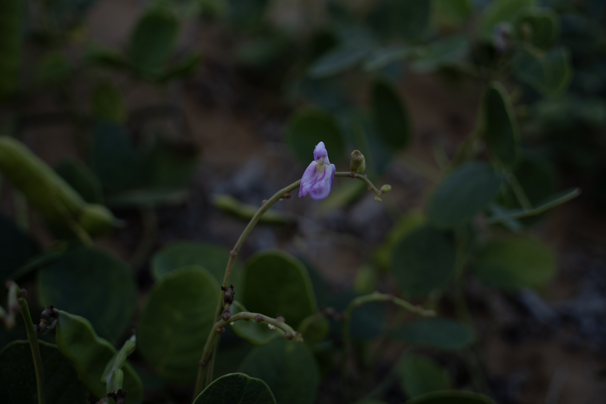 2021-12-19_Loiza - foto 10