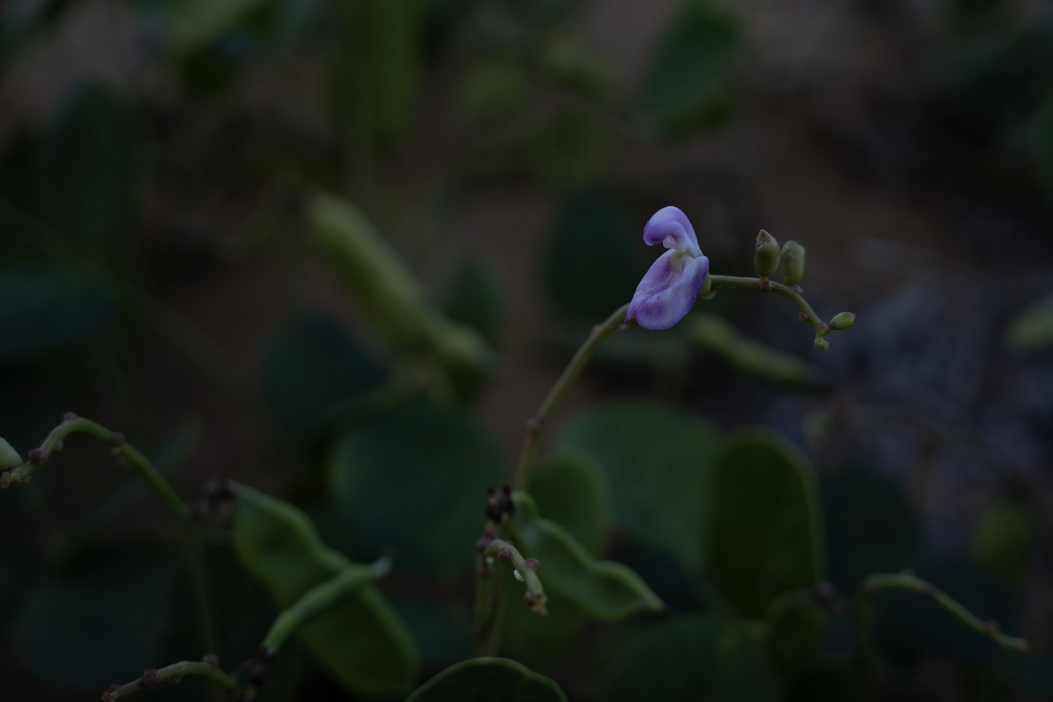 2021-12-19_Loiza - foto 11