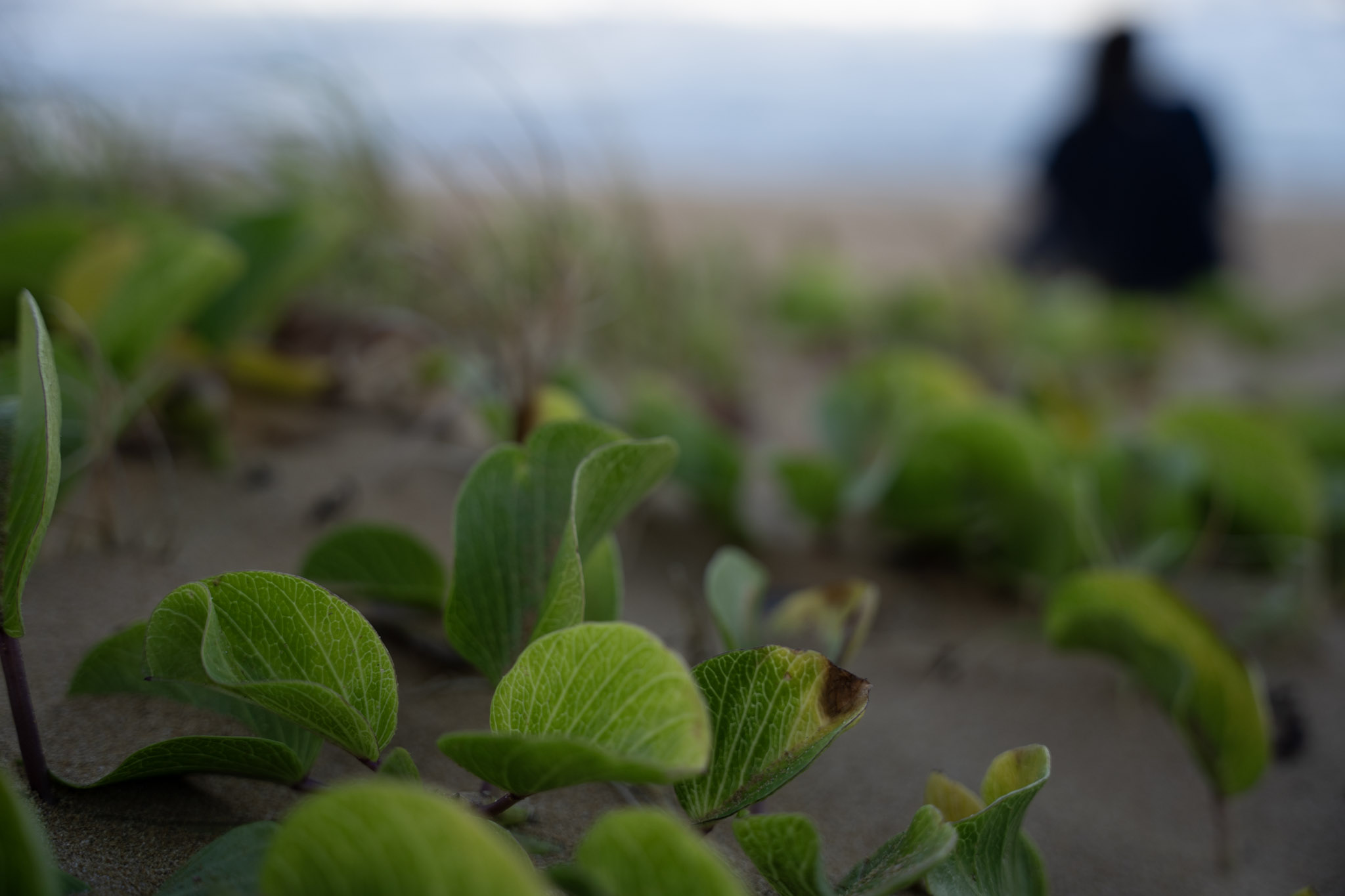 2021-12-19_Loiza - foto 15