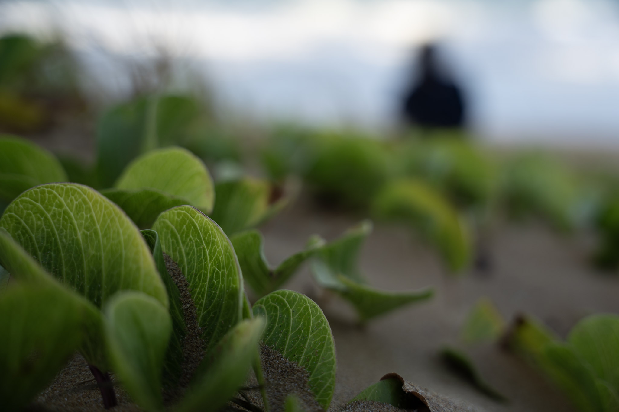 2021-12-19_Loiza - foto 17