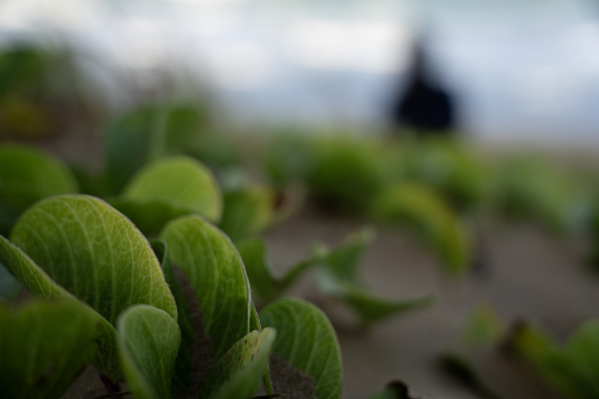 2021-12-19_Loiza - foto 18