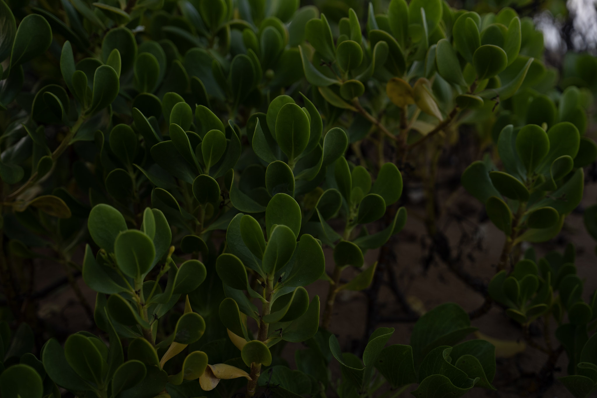 2021-12-19_Loiza - foto 19