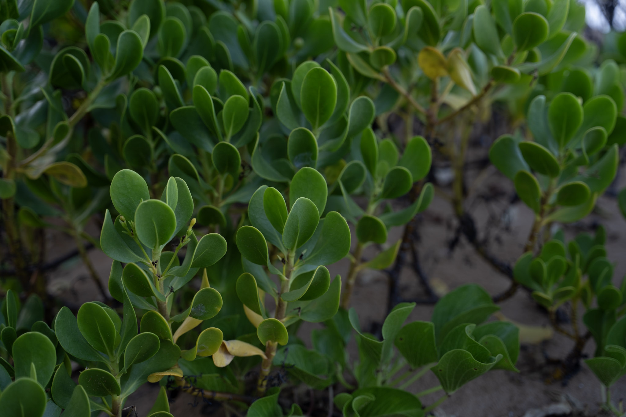 2021-12-19_Loiza - foto 21