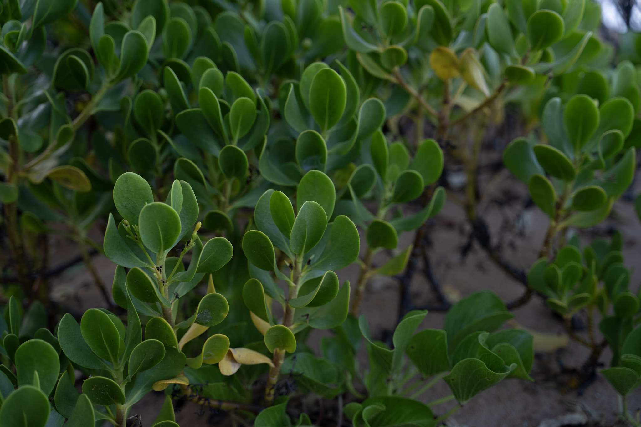 2021-12-19_Loiza - foto 22