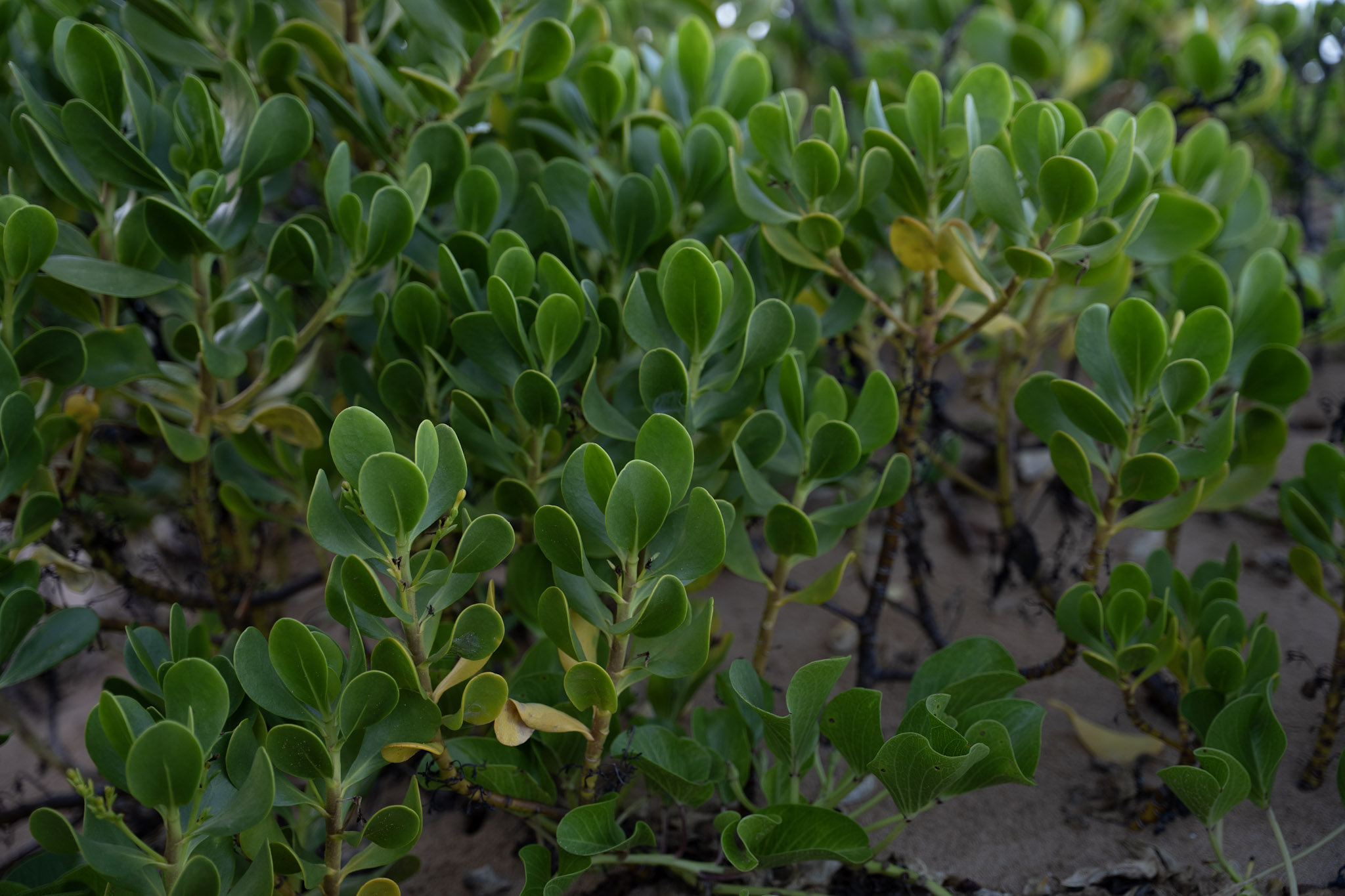 2021-12-19_Loiza - foto 23