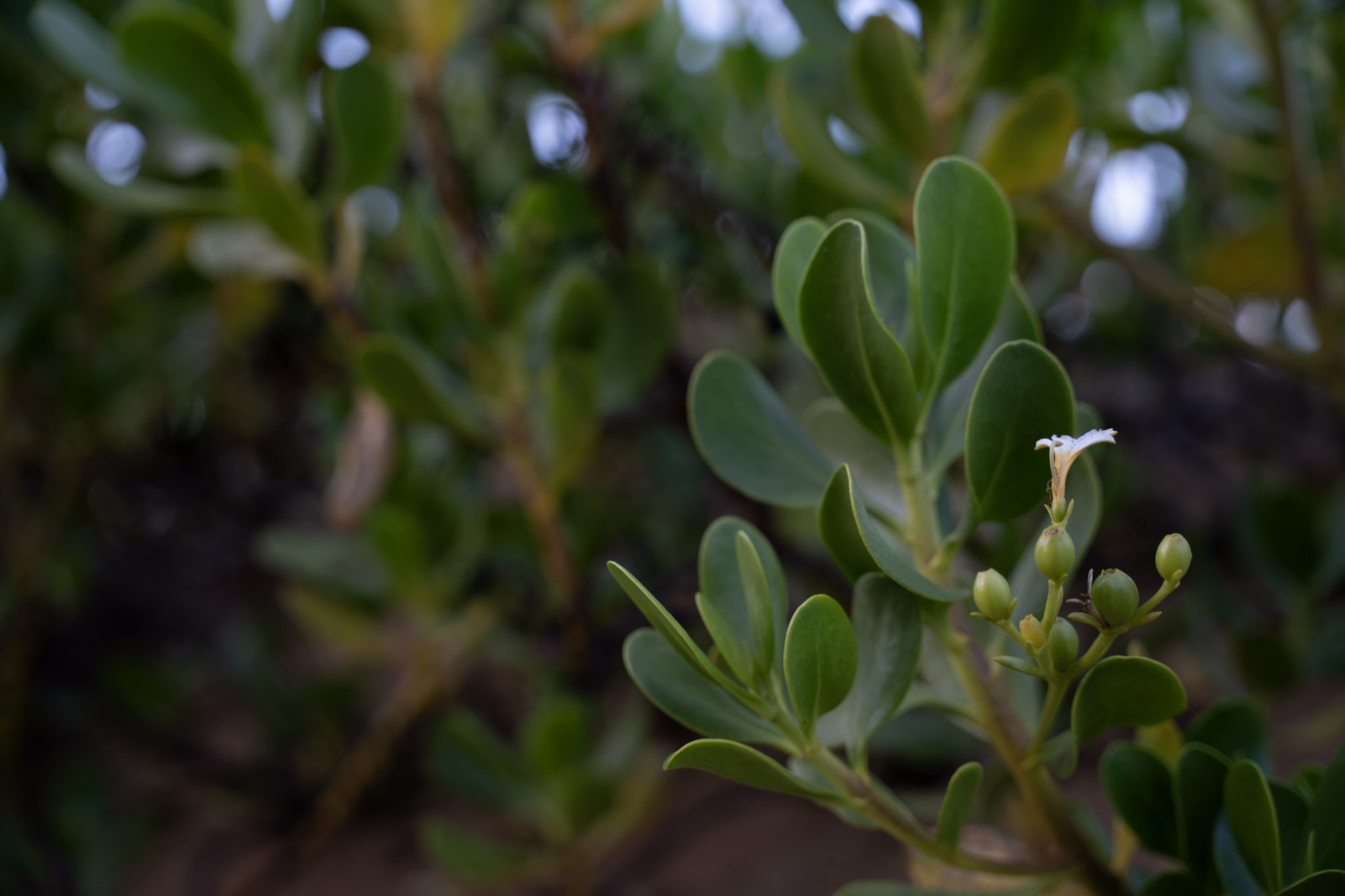 2021-12-19_Loiza - foto 24