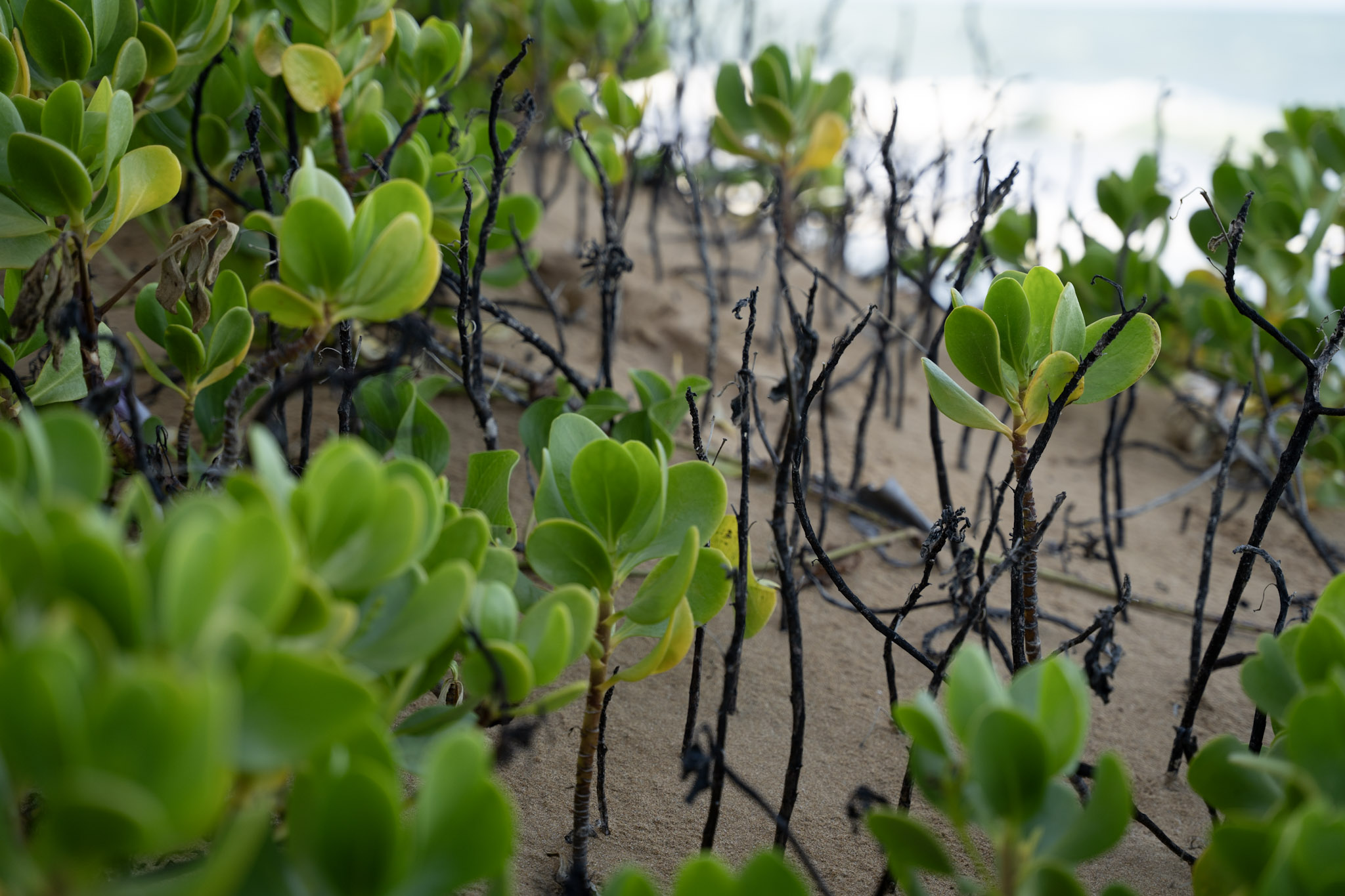 2021-12-19_Loiza - foto 32