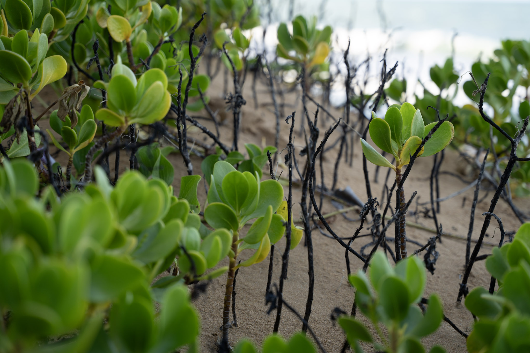 2021-12-19_Loiza - foto 33