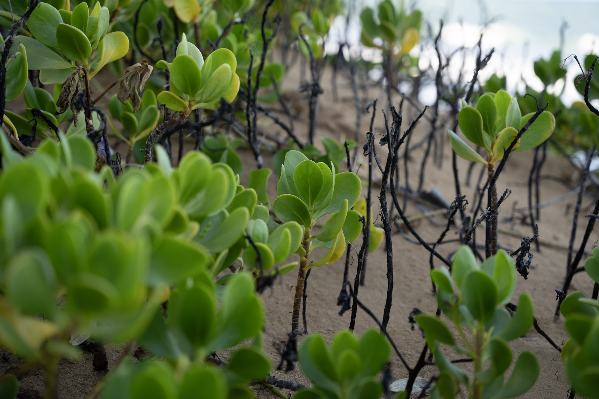 2021-12-19_Loiza - foto 35