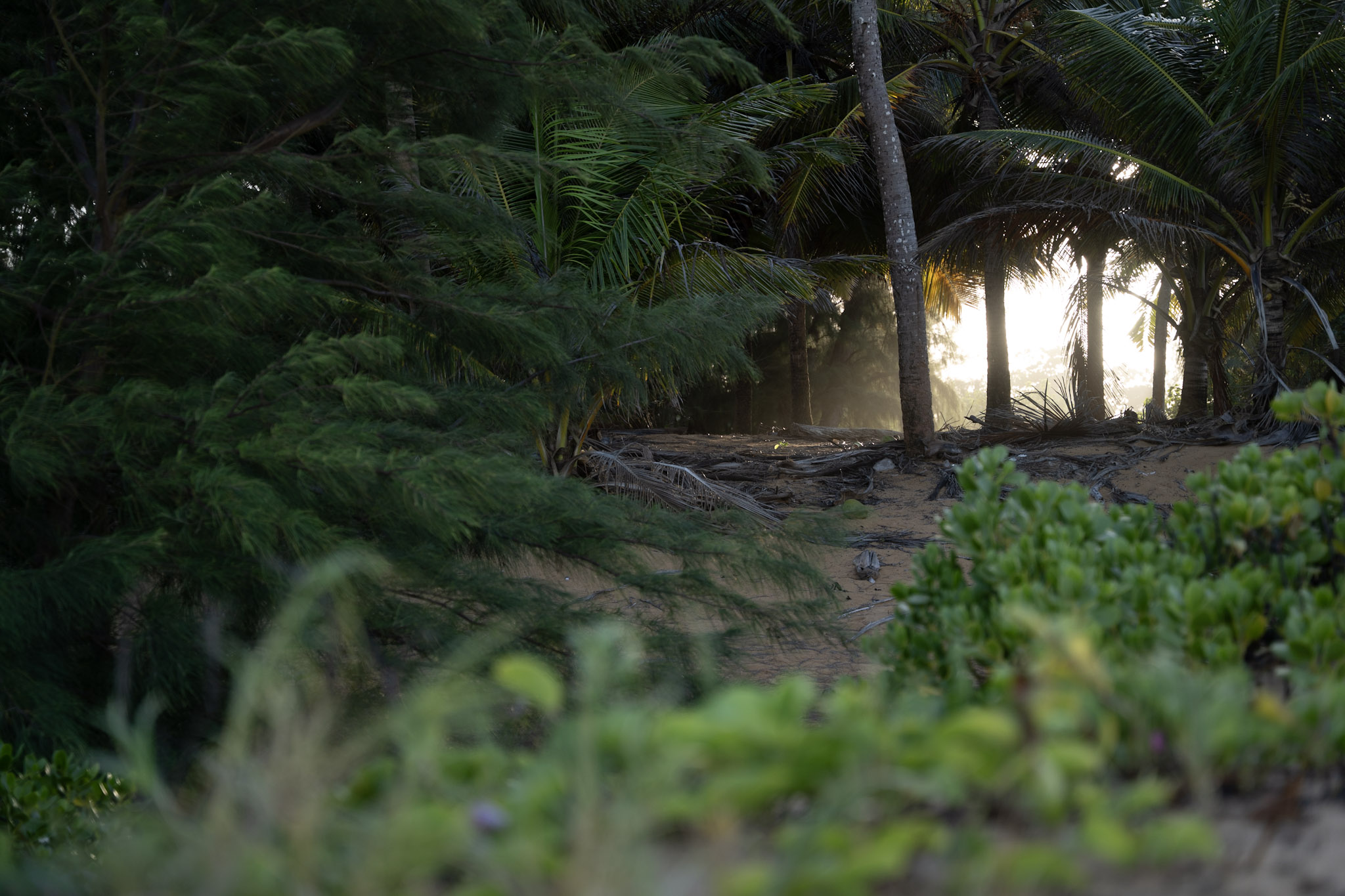 2021-12-19_Loiza - foto 59