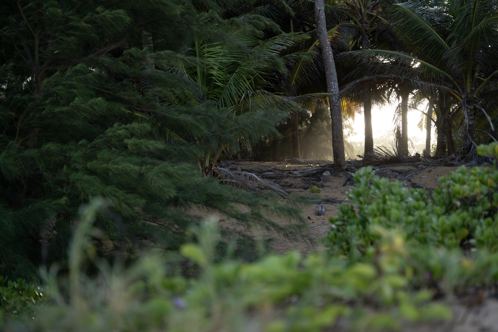 2021-12-19_Loiza - foto 60