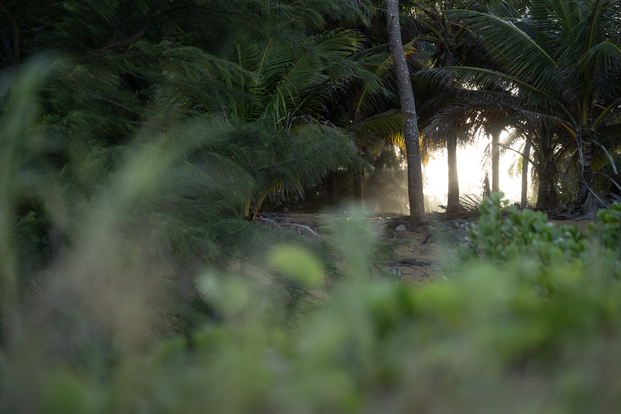 2021-12-19_Loiza - foto 62