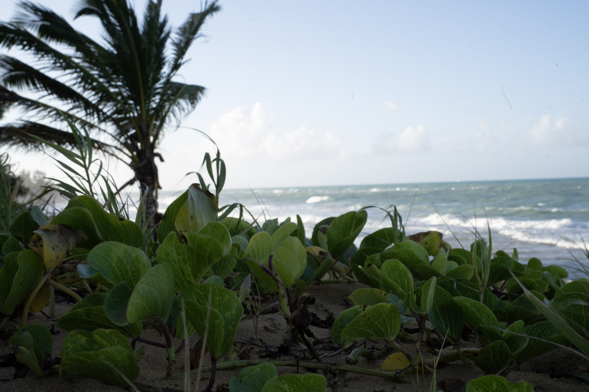 Loiza - foto 12