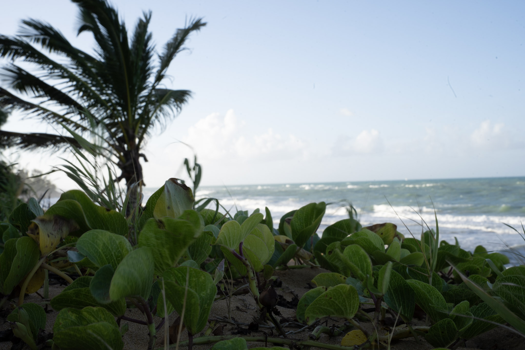 Loiza - foto 13
