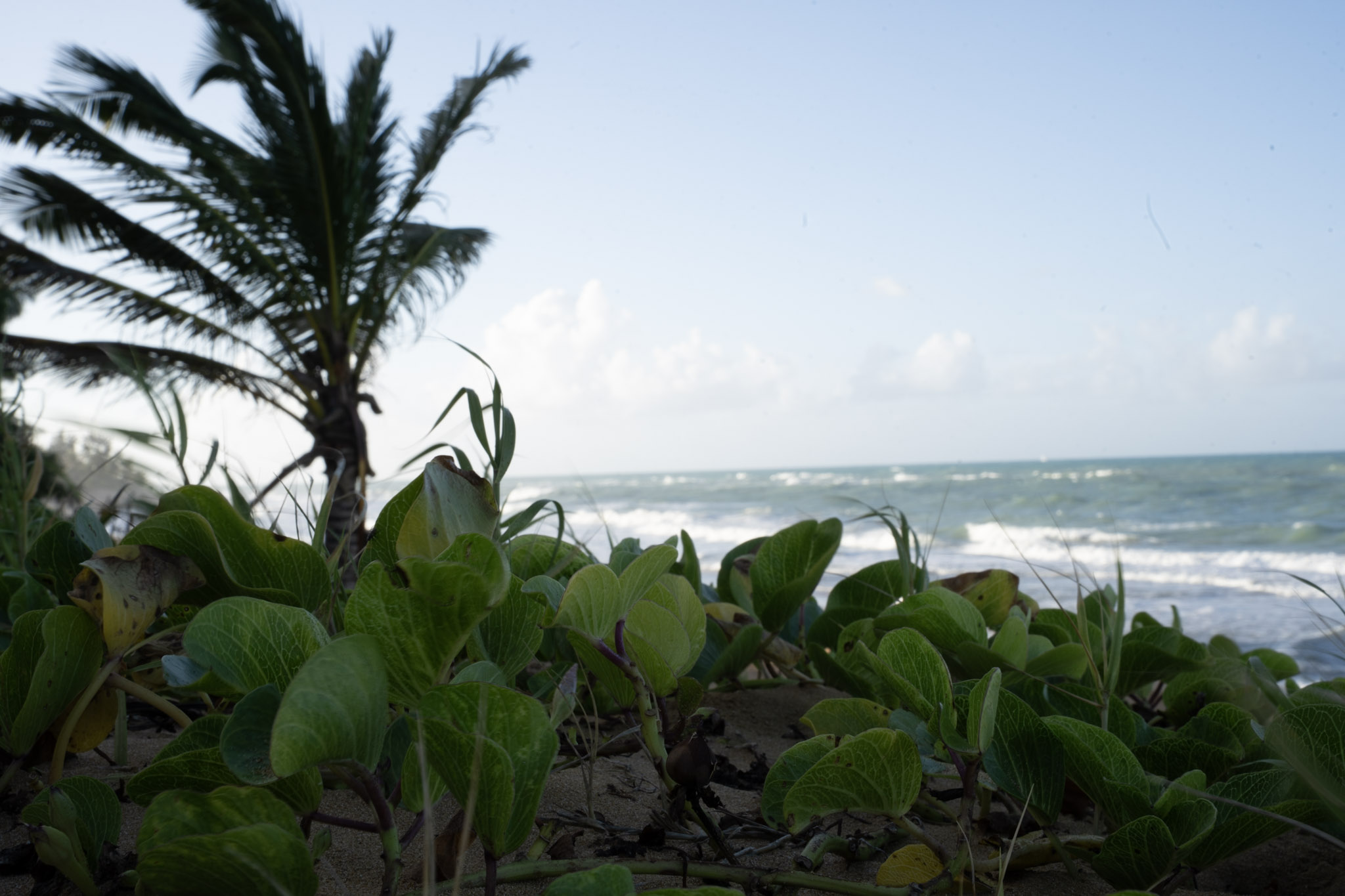 Loiza - foto 14