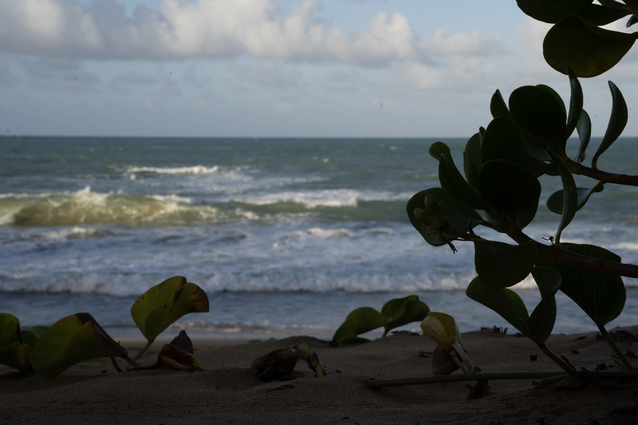 Loiza - foto 37