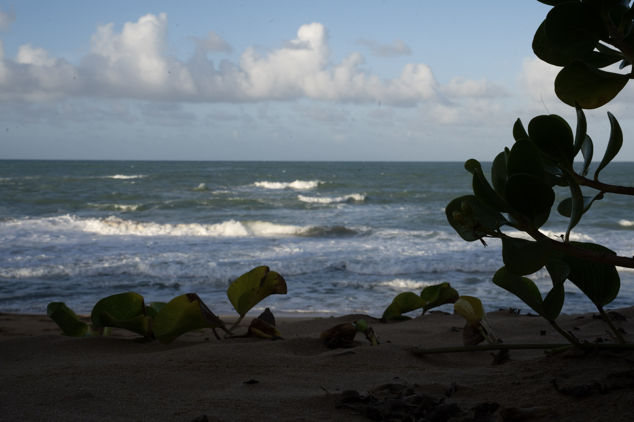 Loiza - foto 41