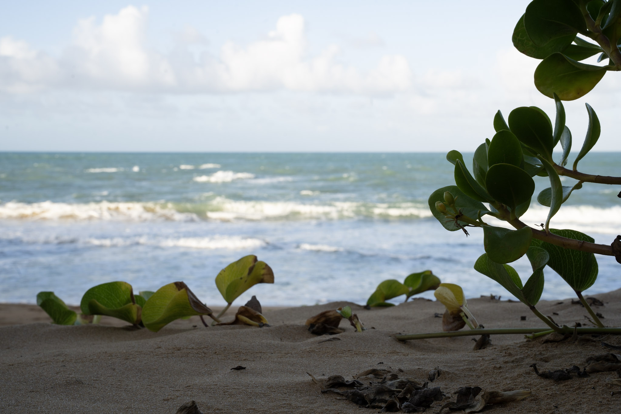 Loiza - foto 43