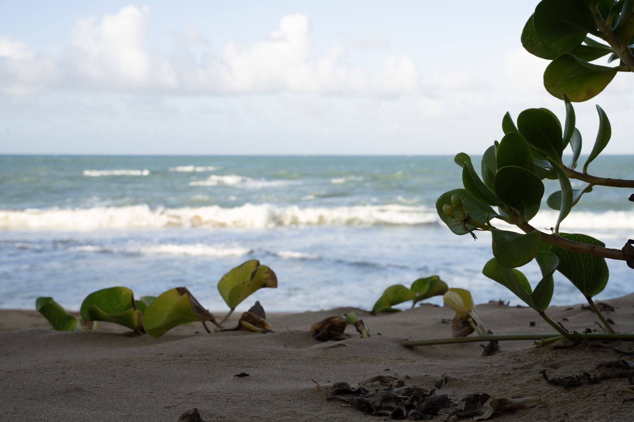 Loiza - foto 44