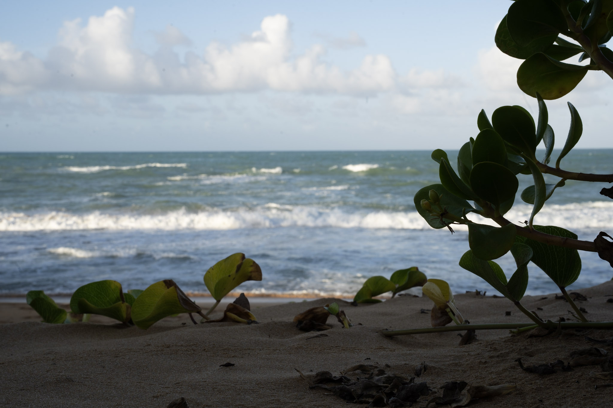 Loiza - foto 45