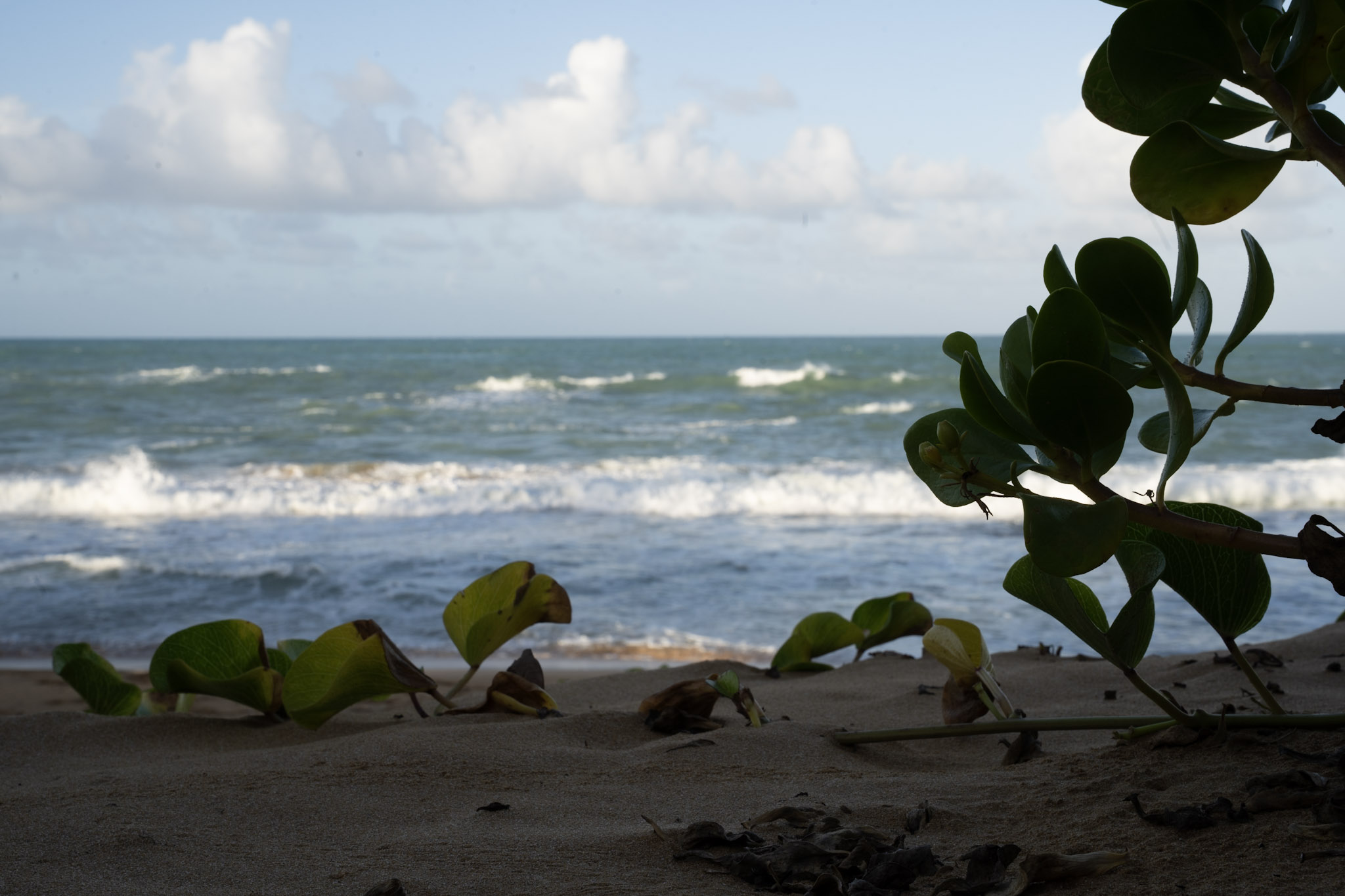 Loiza - foto 46