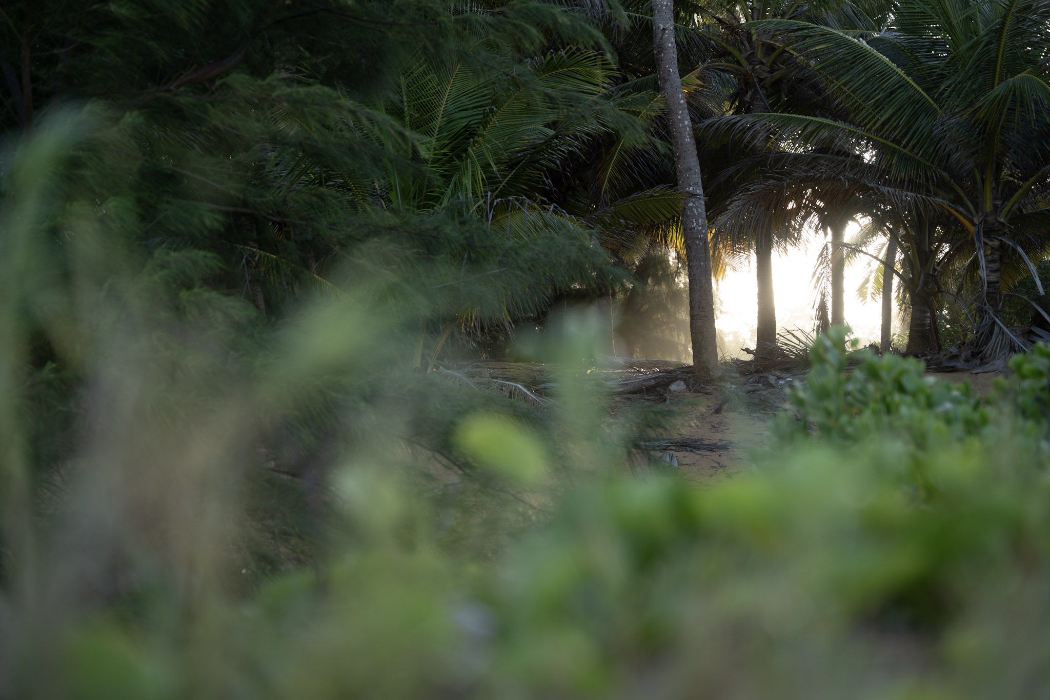Loiza - foto 63