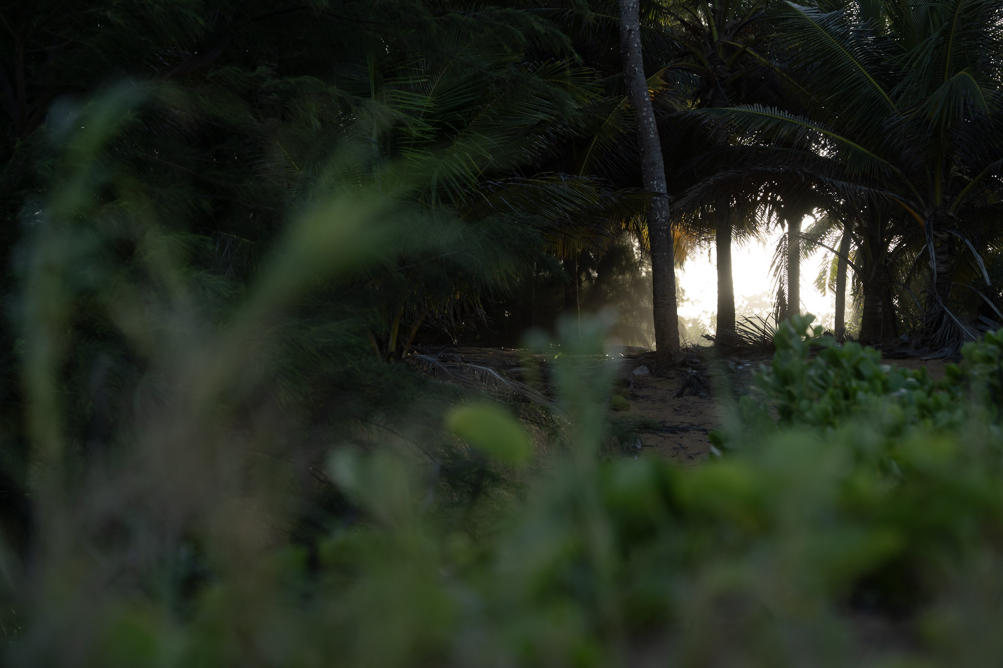Loiza - foto 64