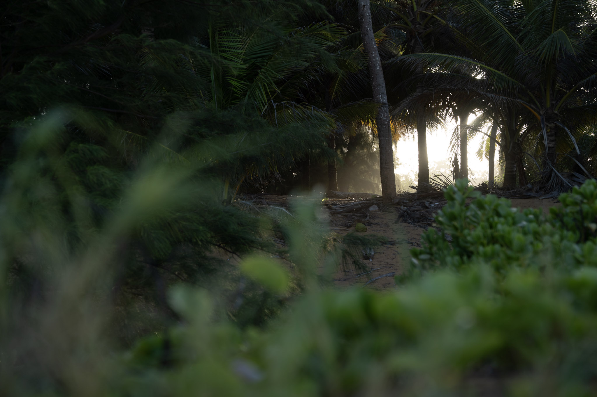 Loiza - foto 67
