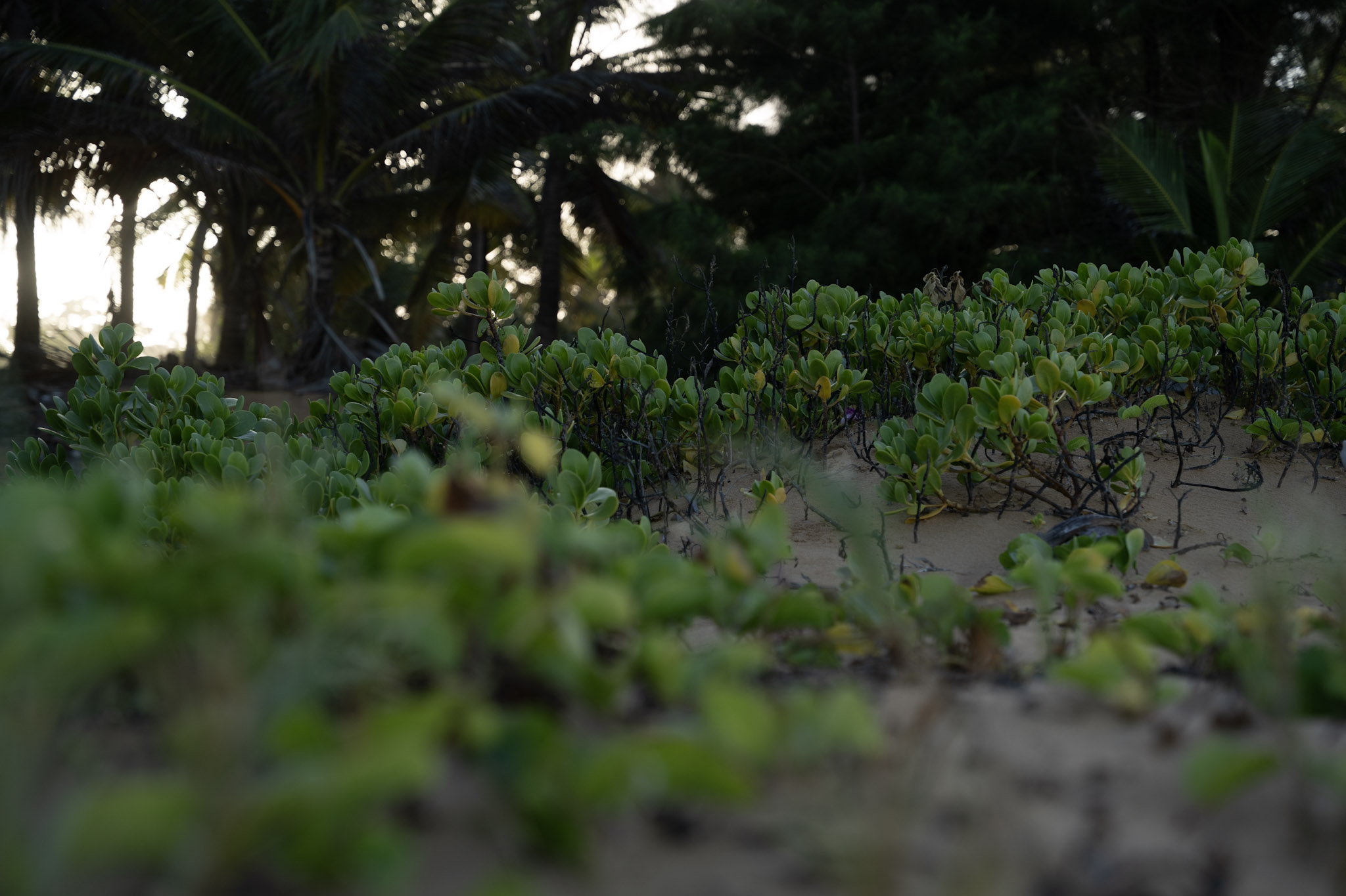 Loiza - foto 69