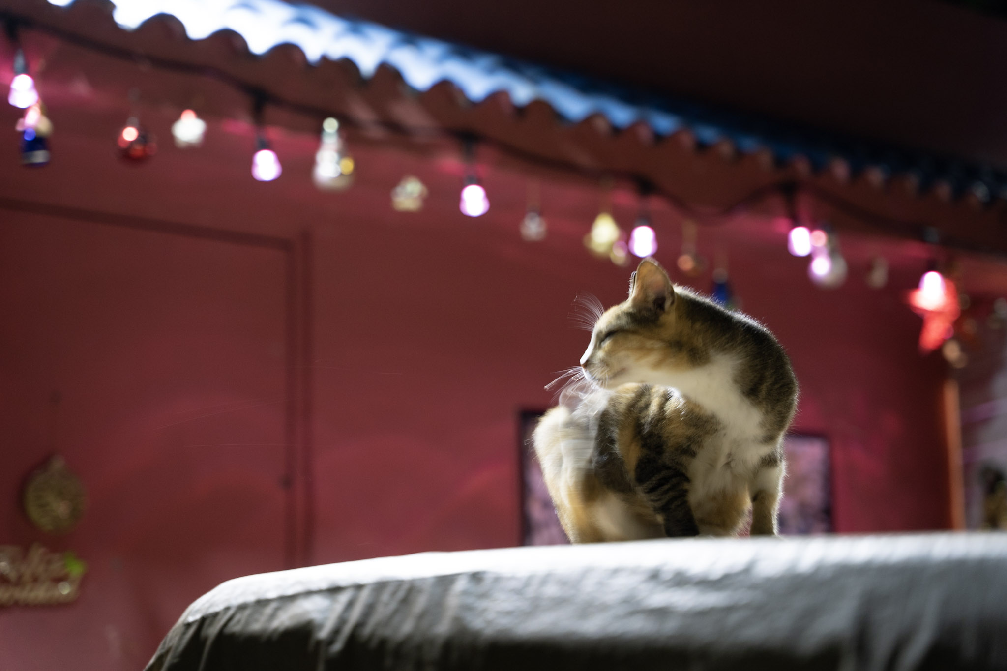 2021-12-19_San_Juan - foto 105