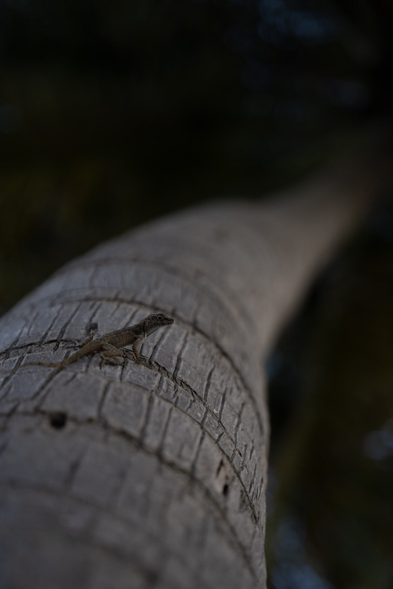 2021-12-20_Punta_las_Marias - foto 139