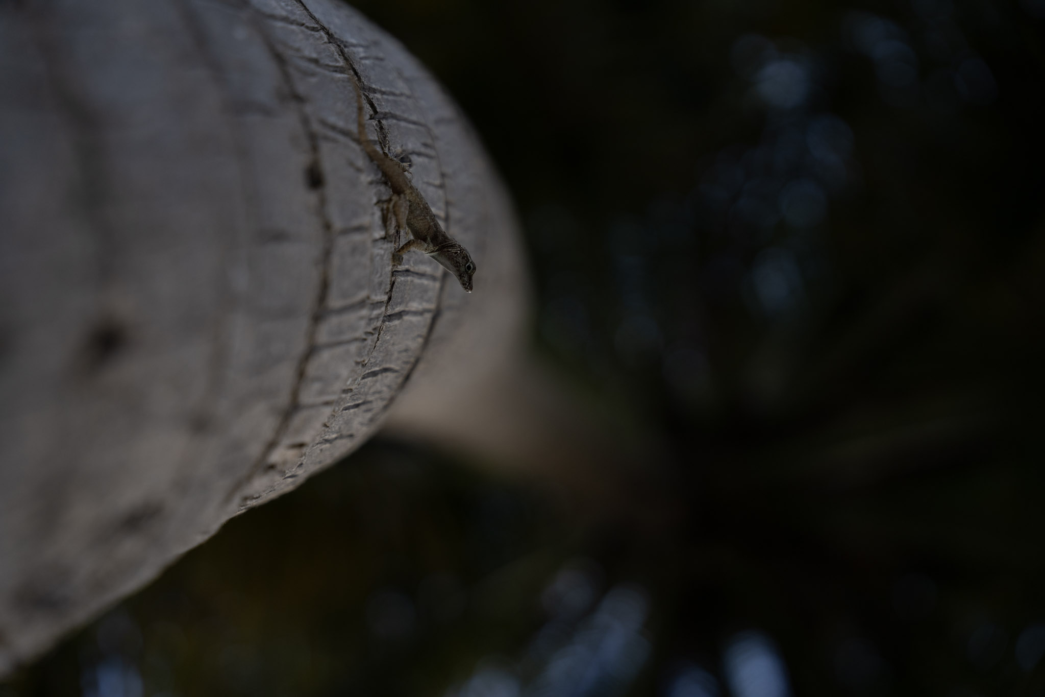 2021-12-20_Punta_las_Marias - foto 142