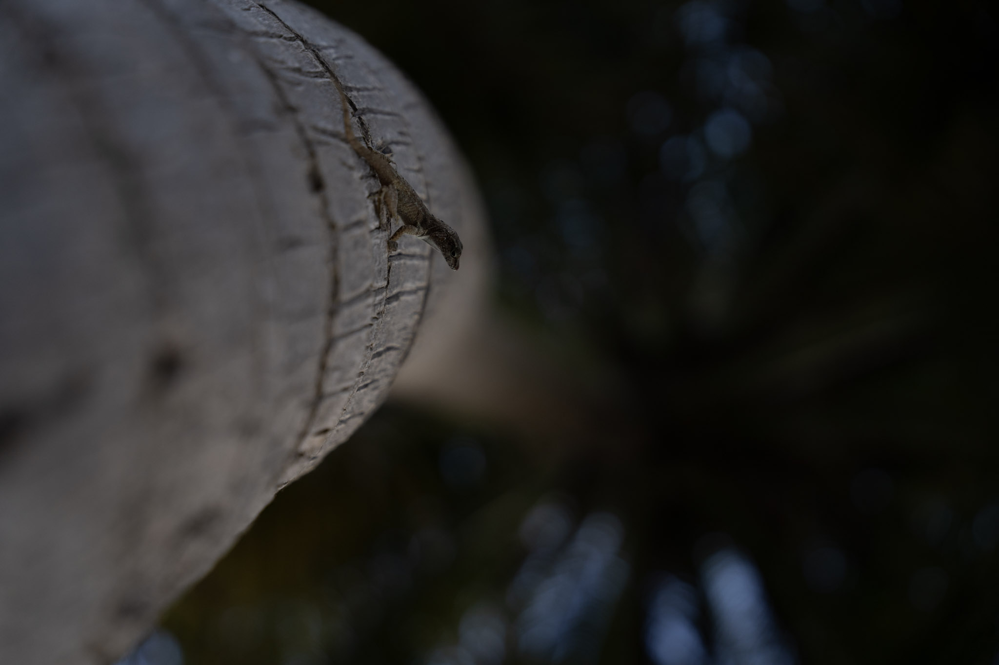 2021-12-20_Punta_las_Marias - foto 143