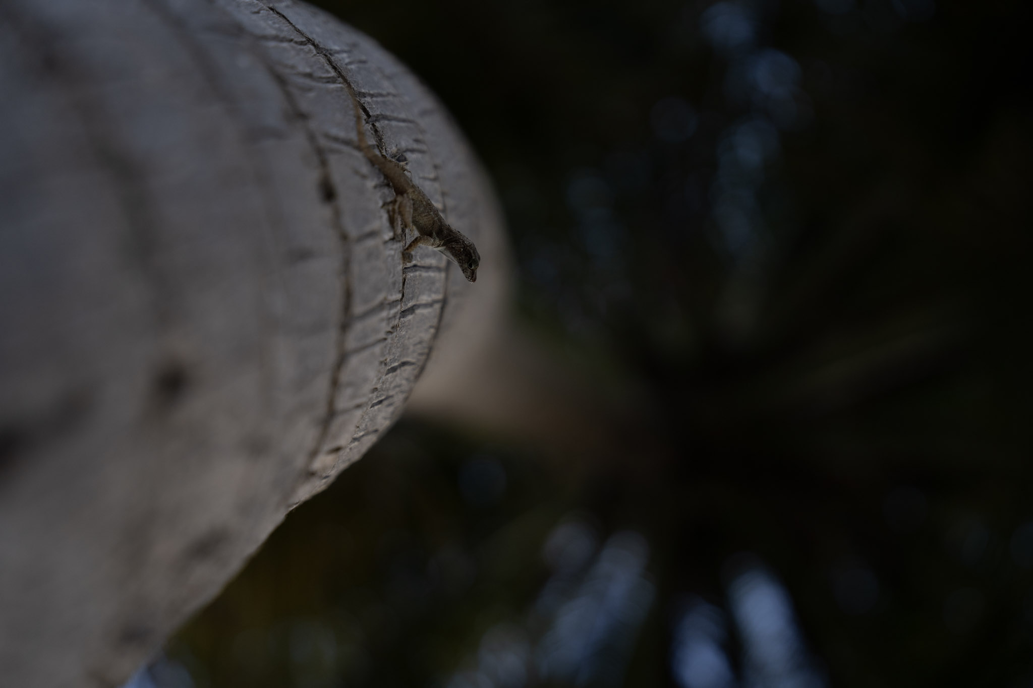 2021-12-20_Punta_las_Marias - foto 144