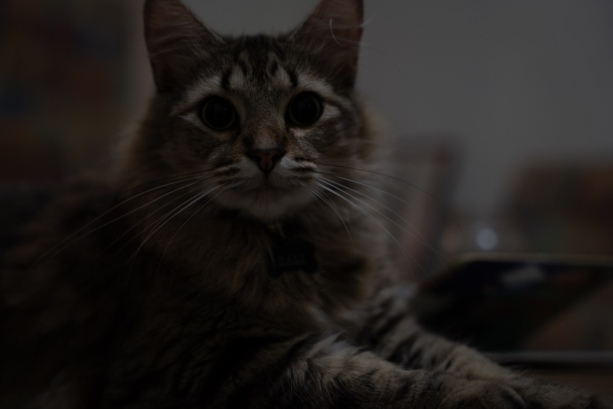 2021-12-20_Santa_Rita - foto 5