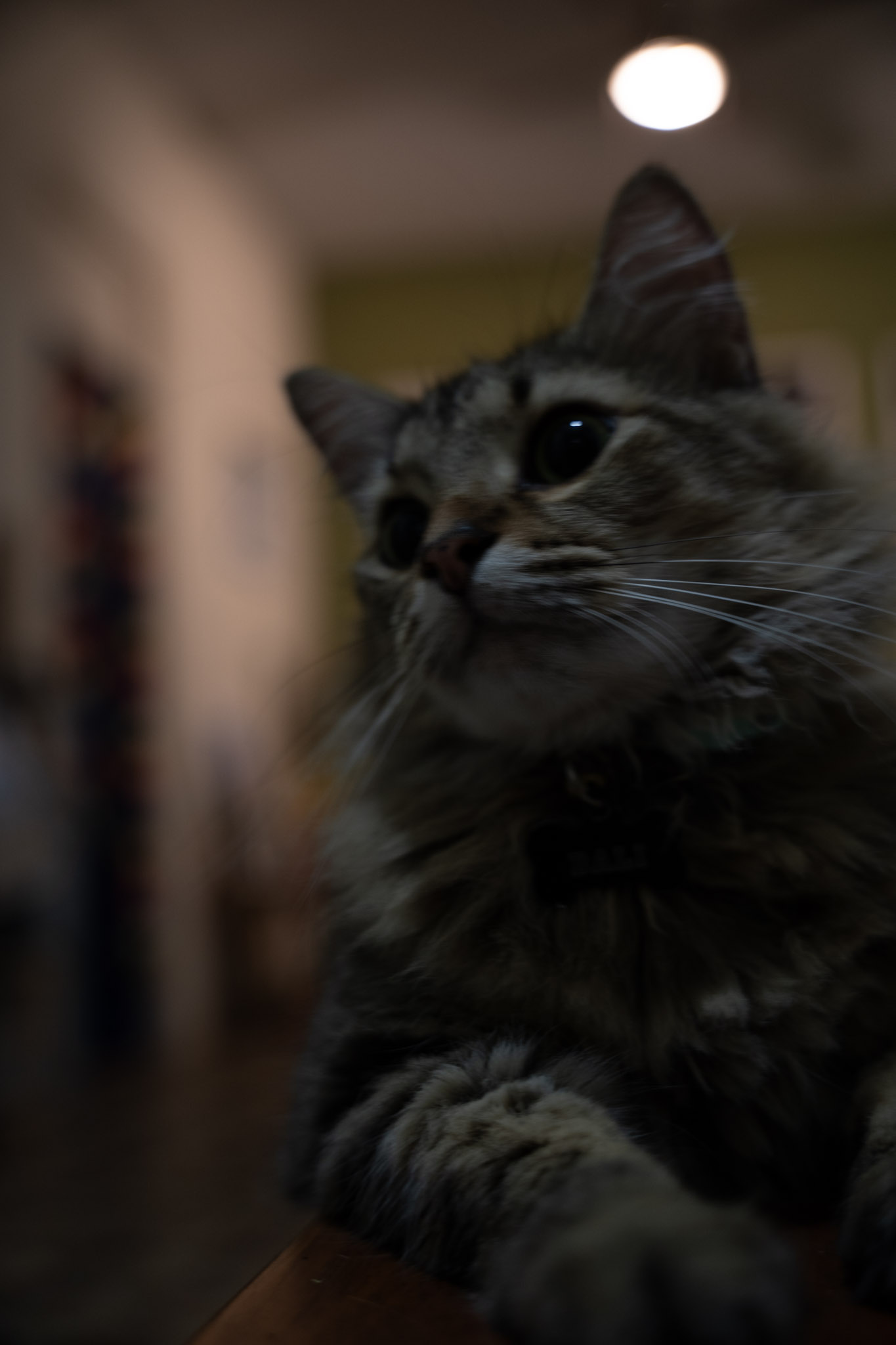 2021-12-20_Santa_Rita - foto 16