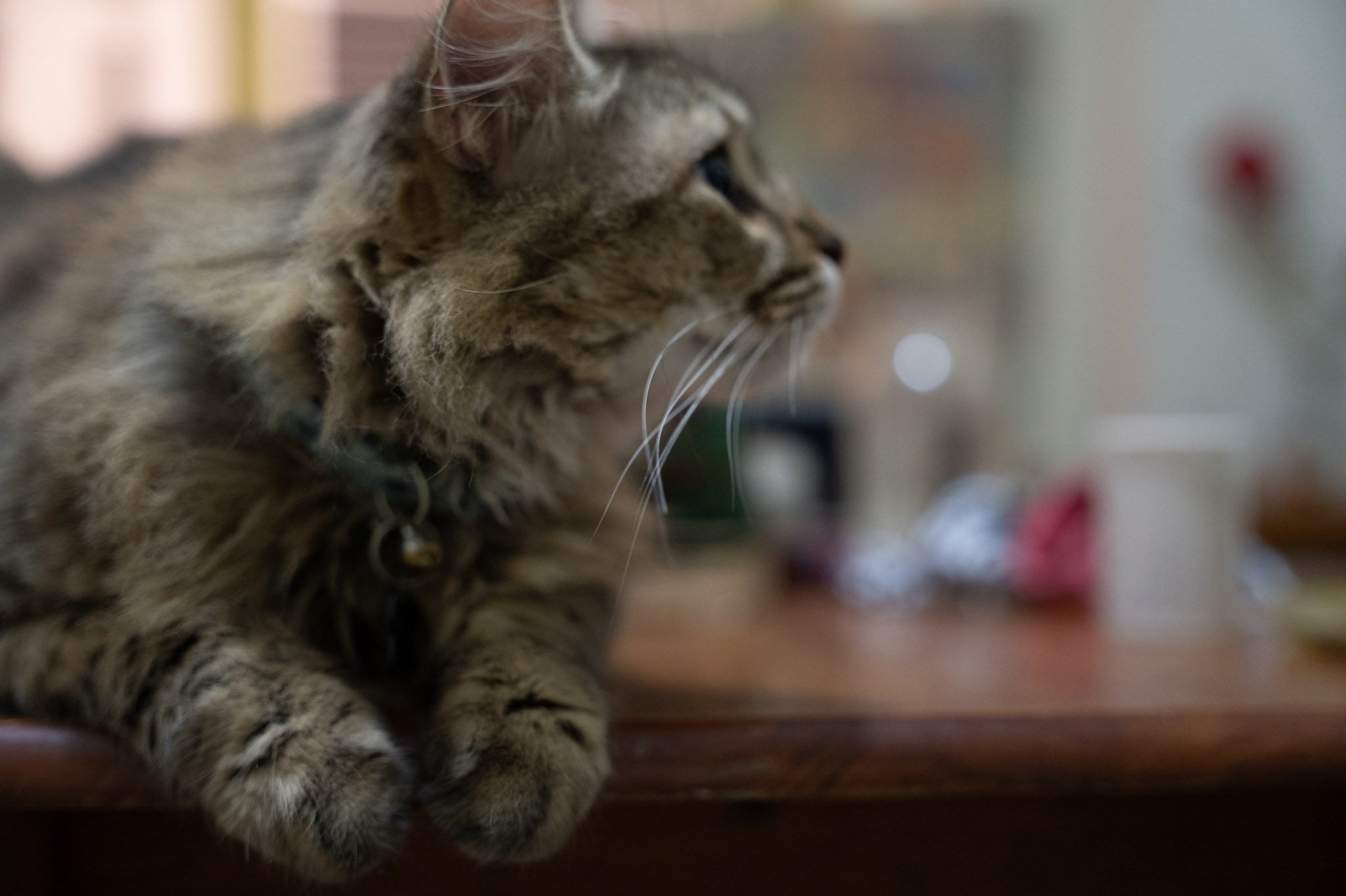 2021-12-20_Santa_Rita - foto 23