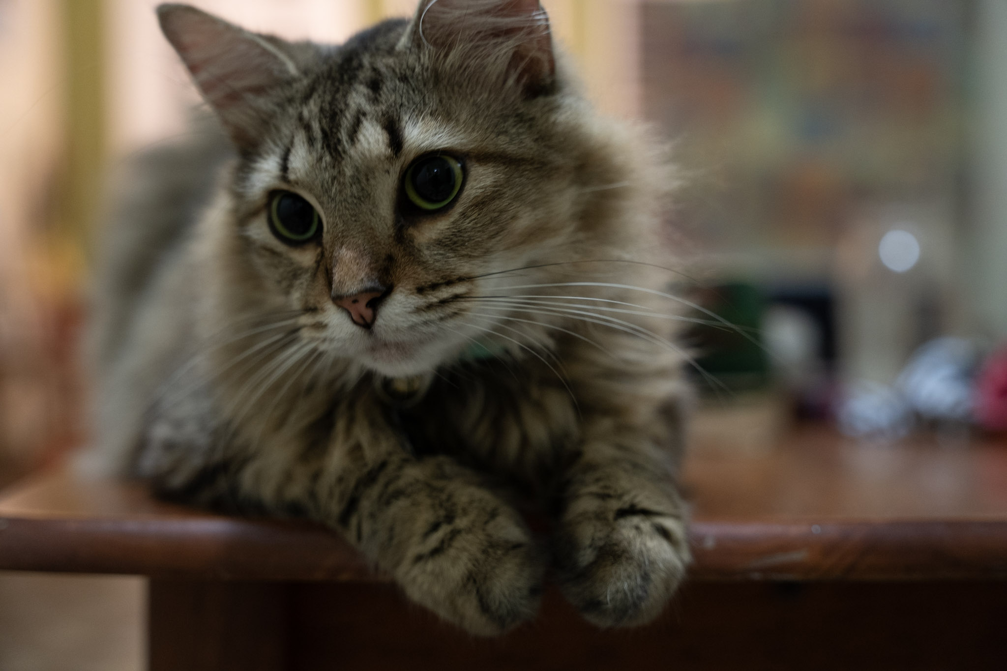 2021-12-20_Santa_Rita - foto 24