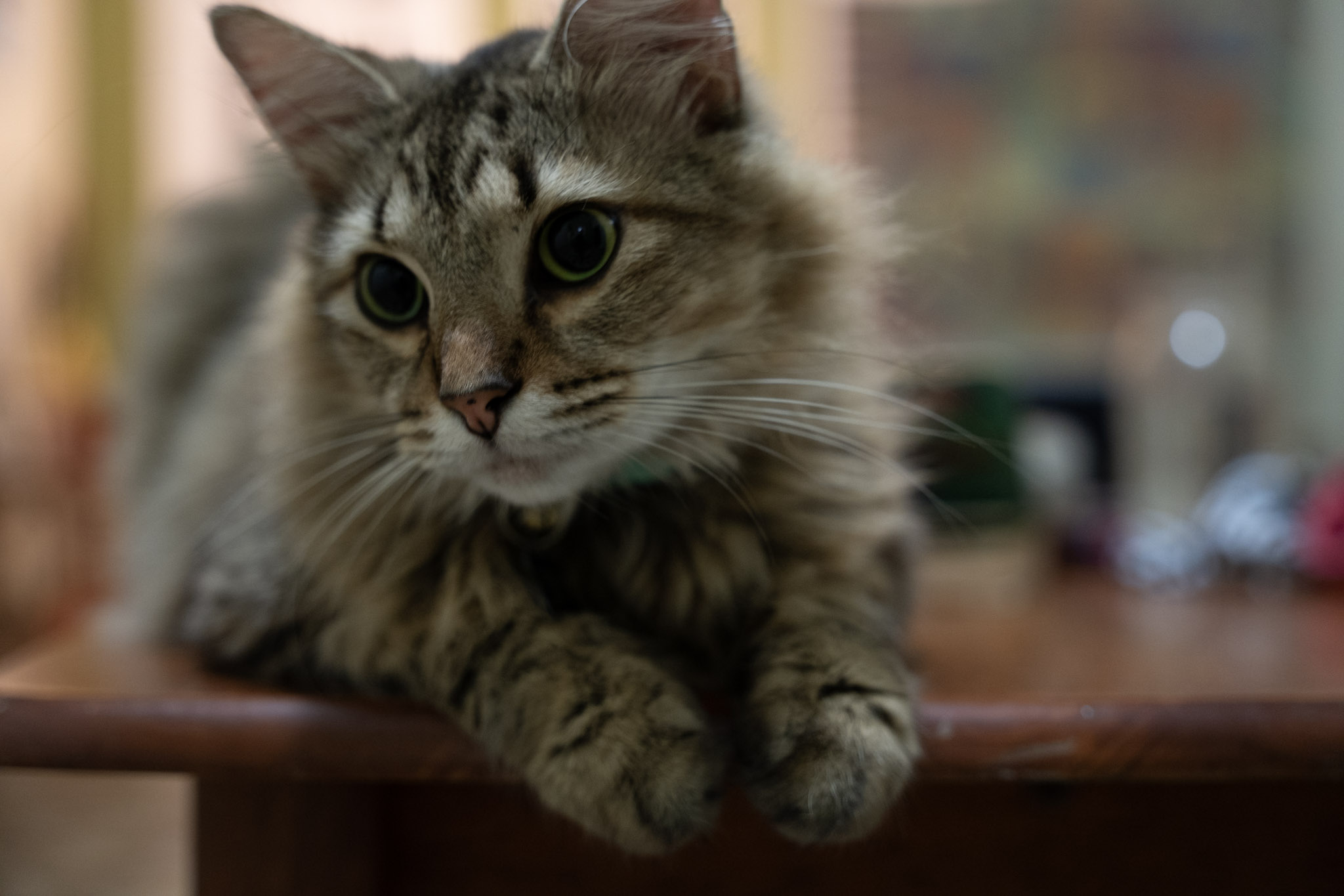 2021-12-20_Santa_Rita - foto 25