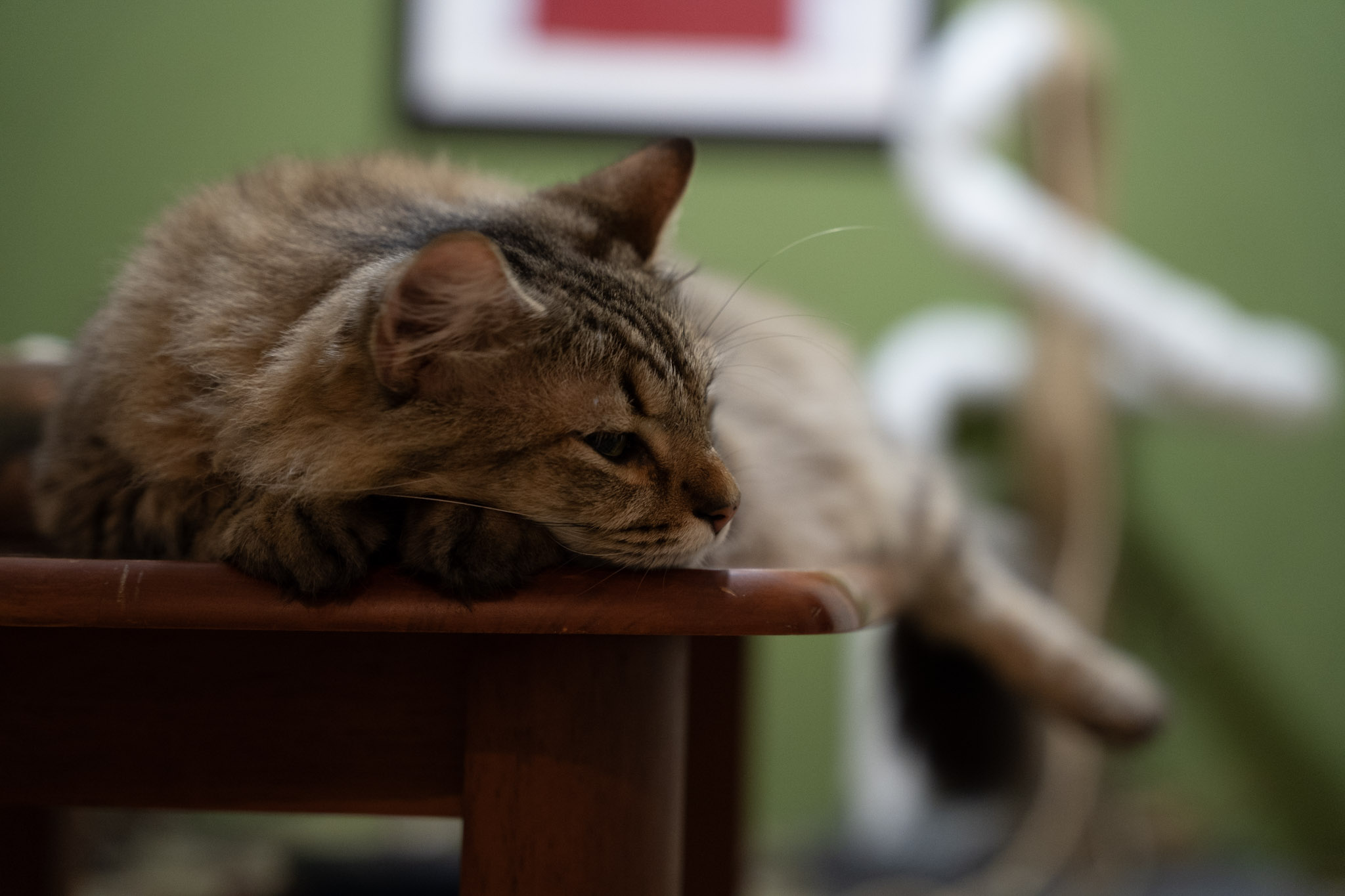 2021-12-20_Santa_Rita - foto 65