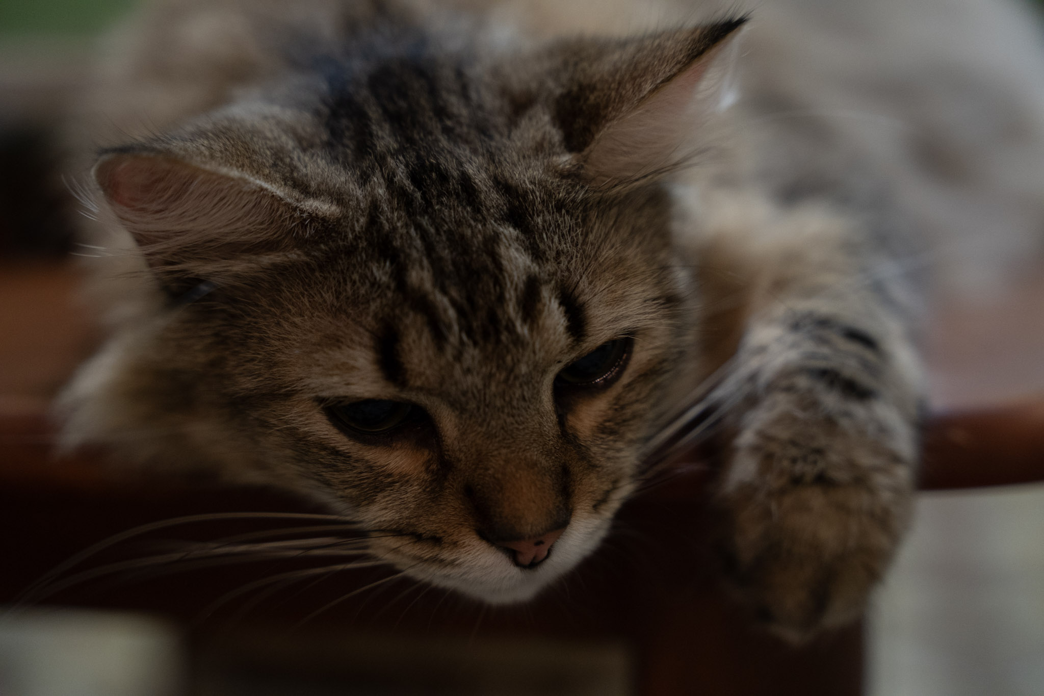 2021-12-20_Santa_Rita - foto 69