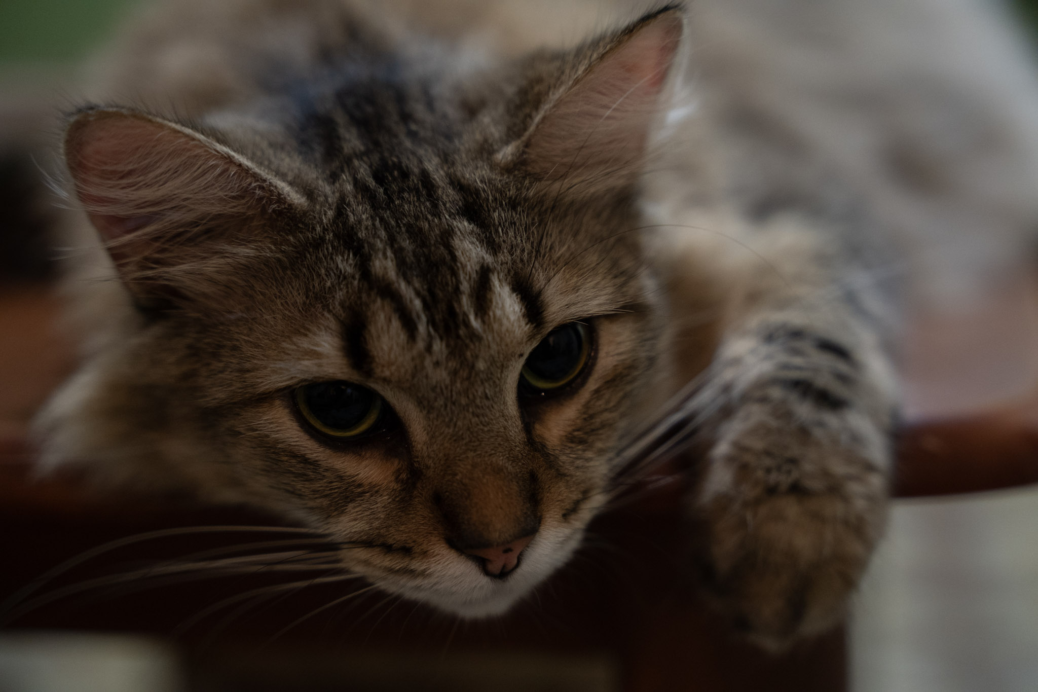 2021-12-20_Santa_Rita - foto 70