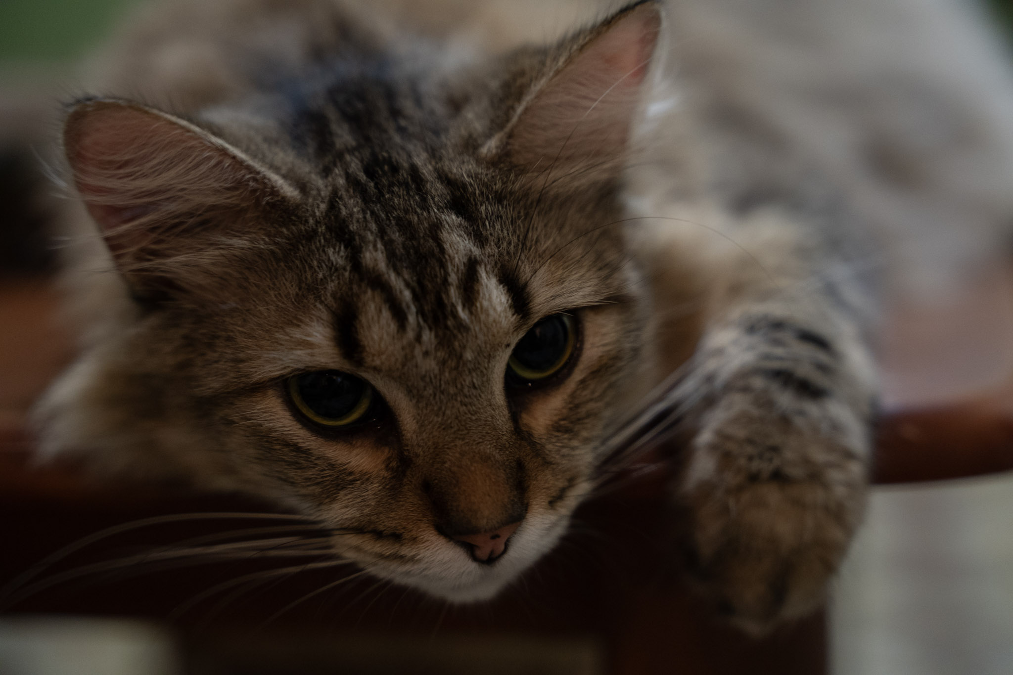 2021-12-20_Santa_Rita - foto 71