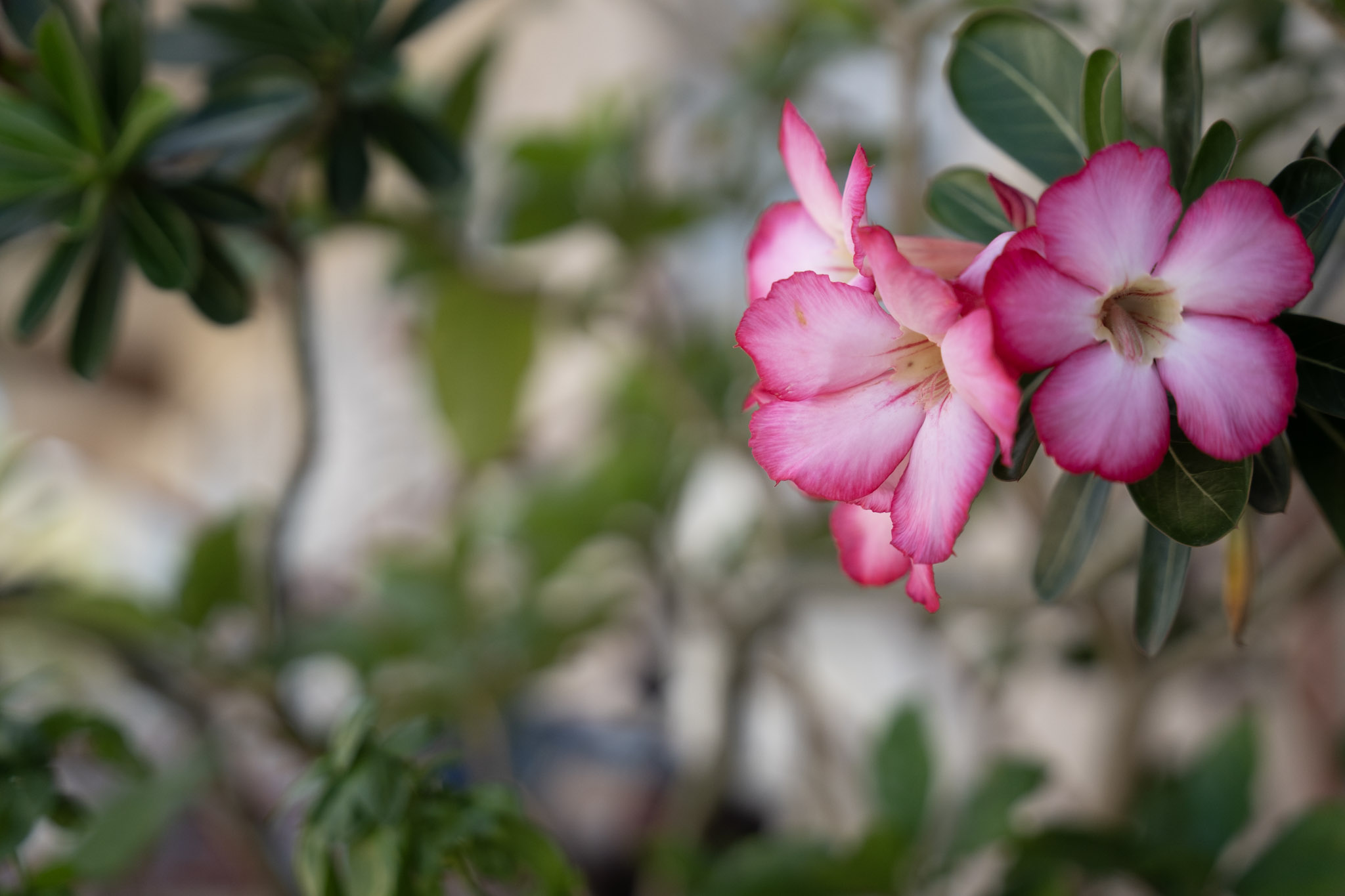 2021-12-20_Santa_Rita - foto 100