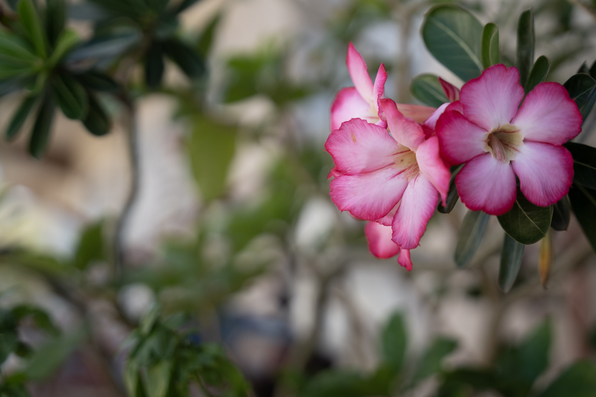 2021-12-20_Santa_Rita - foto 101