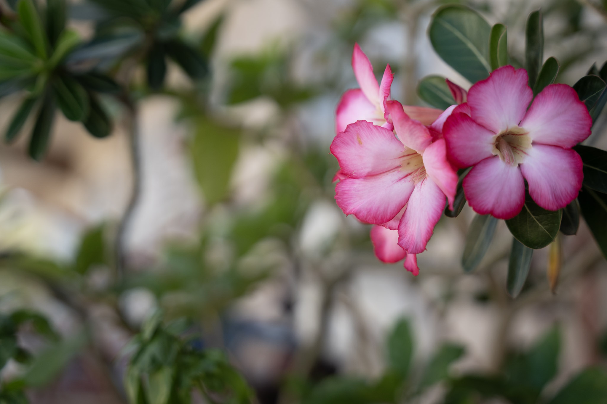 2021-12-20_Santa_Rita - foto 102